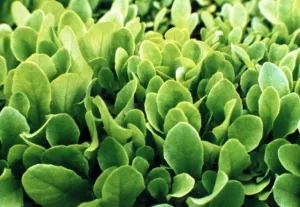 Cornsalad "Verte de Cambrai" - Lambs Lettuce - French Heirloom Vegetable - 400 Seeds