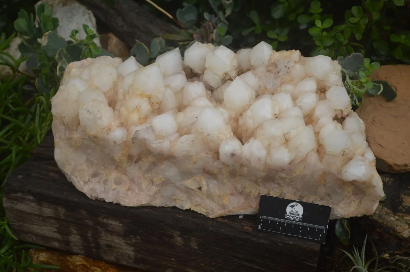 Natural Extra Large Pineapple Quartz Cluster  x 1 From Madagascar